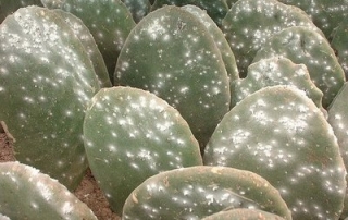 Plaga en Cactus