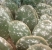 Plaga en Cactus